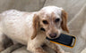 Radios to the Rescue for Teckels Animal Sanctuary