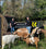 Buttercups Sanctuary for Goats Upgrade to the Motorola T82 Extreme